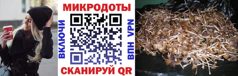 ОМГ ОМГ ТОР Ершов Псилоцибиновые грибы Psilocybine cubensis цены